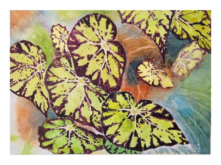 ingrid alfonso begonia leaves visual artist series insomnia restaurant lounge bloor toronto